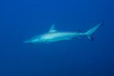 Dusky Whaler Shark
