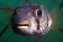 Threebar Porcupinefish