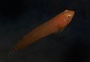 Cleaner Clingfish