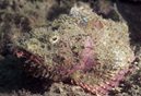 Yellowfin Scorpionfish