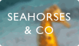 Seahorses & Co 