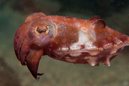 Reaper Cuttlefish
