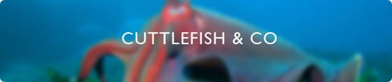 Cuttlefish & Co