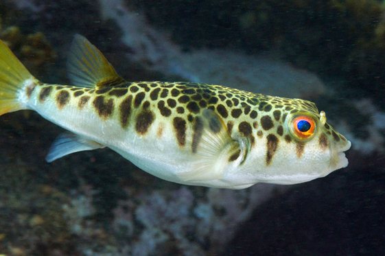 Underwater Sydney - Smooth Toadfish