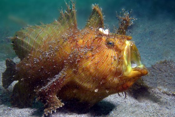 Underwater Sydney - Striped Anglerfish