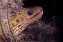 Speckled Moray Eel